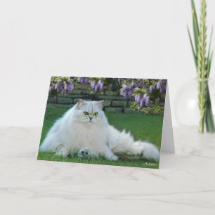 Mixed the Silver Persian Blank Greeting Card