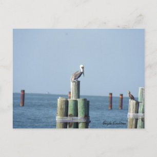 Mobile Bay pelican postcard: Gulf Coast, Alabama Postcard