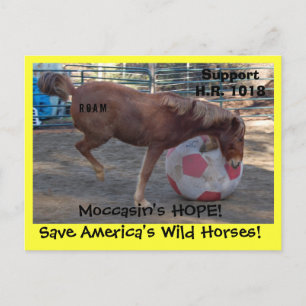 Moccasin's HOPE - save Wild Horses & Burros Postcard