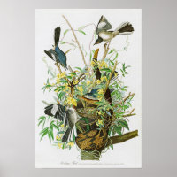 Mocking Bird John James Audubon Birds of America