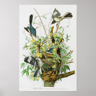 Mocking Bird John James Audubon Birds of America Poster