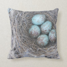 Mocking Bird Nest with Eggs