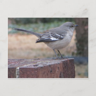 Mocking Bird Postcard