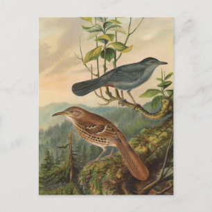 Mockingbird and Brown Thrasher Postcard