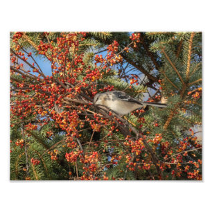 Mockingbird And Virginia Creeper Photo Print