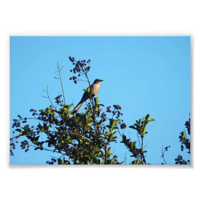 Mockingbird In A Tree Photo Print (Front)