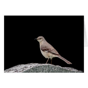 Mockingbird on a tombstone