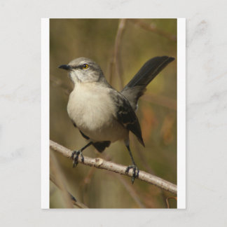 Mockingbird Ornithology Postcard