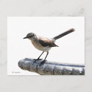 Mockingbird Postcard