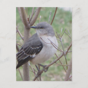Mockingbird Postcard