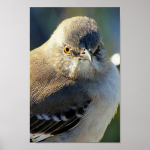 Mockingbird's Crown Poster