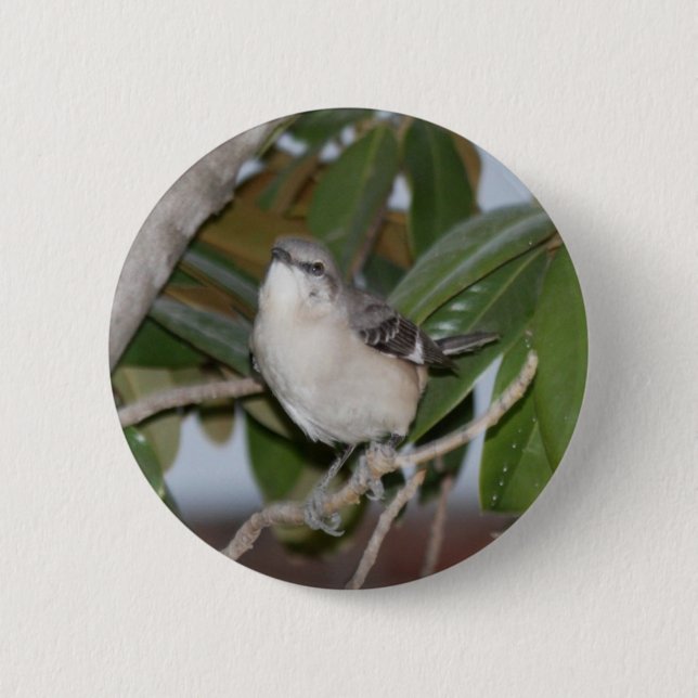 Mockingbutton - Northern Mockingbird on Magnolia 6 Cm Round Badge (Front)