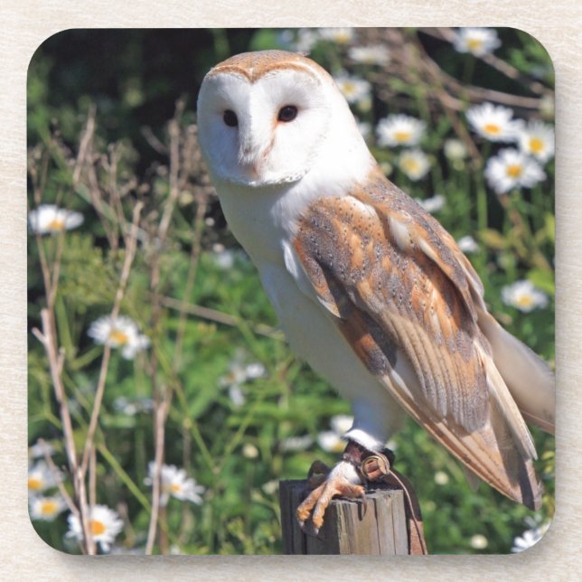 Mod Chic Classy Destiny Owl Coaster (Front)