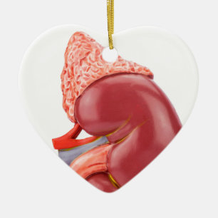 Model human kidney outside ceramic ornament