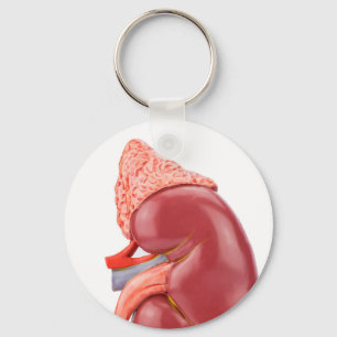 Model human kidney outside key ring