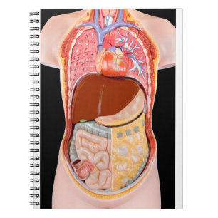 Model human torso  with organs on black background notebook