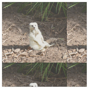 Model in the Wild: White Meerkat Posing for Camera Fabric