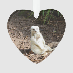 Model in the Wild: White Meerkat Posing for Camera Ornament