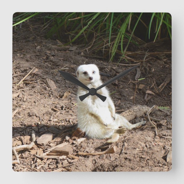 Model in the Wild: White Meerkat Posing for Camera Square Wall Clock (Front)