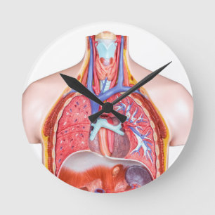 Model internal human body on white background round clock
