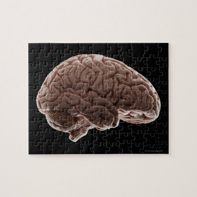 Model of human brain, studio shot jigsaw puzzle (Horizontal)
