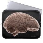 Model of human brain, studio shot