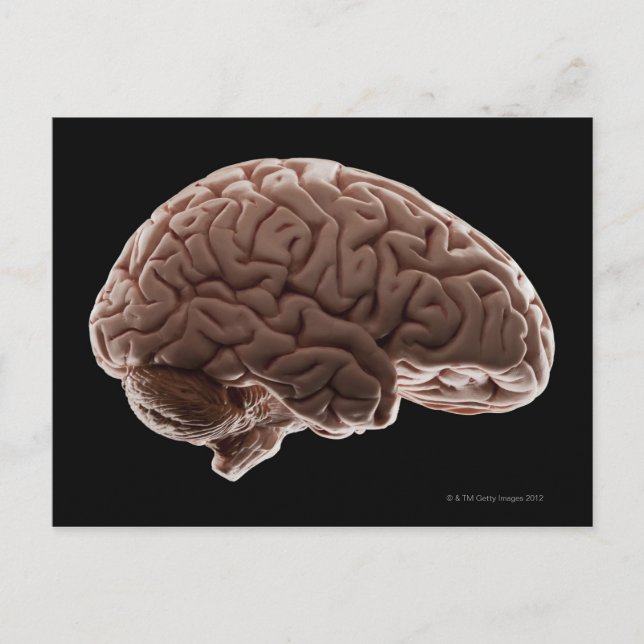 Model of human brain, studio shot postcard (Front)