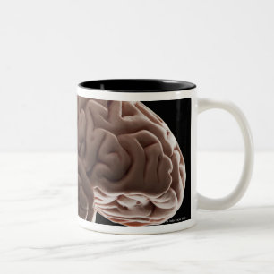 Model of human brain, studio shot Two-Tone coffee mug