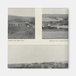 Model Vineyards, California Magnet