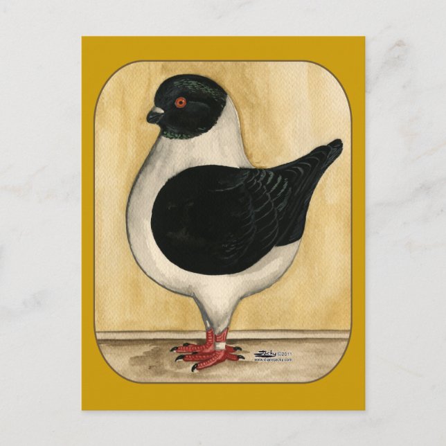Modena Black Gazzi Pigeon Postcard (Front)
