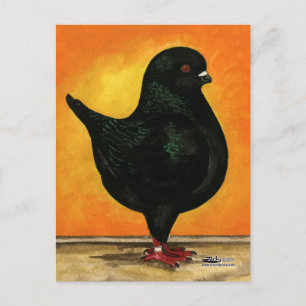 Modena Black Schietti Pigeon Postcard