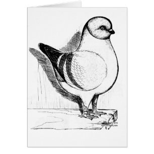 Modena Gazzi Pigeon 1978