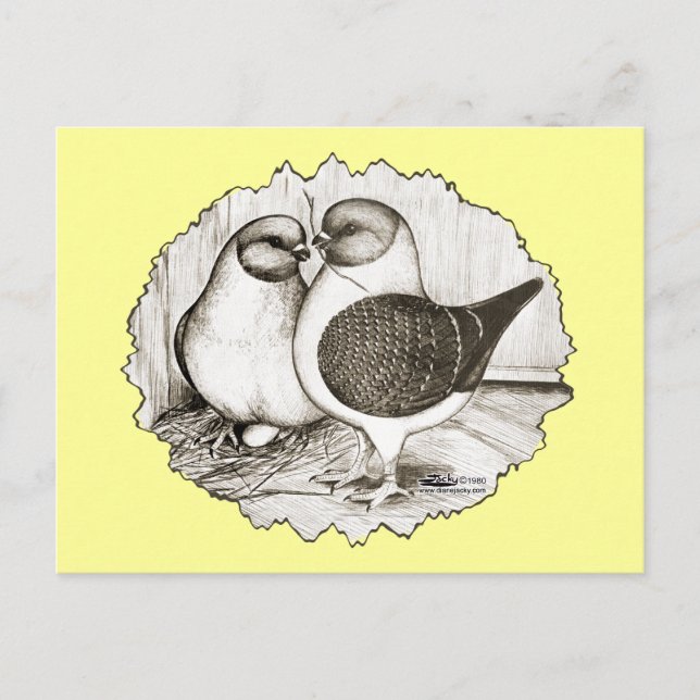 Modena Gazzi Pigeons Postcard (Front)