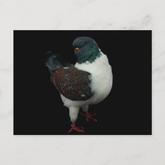 modena pigeon postcard