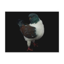 Modena Pigeon Postcard