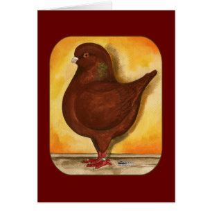 Modena Red Schietti Pigeon