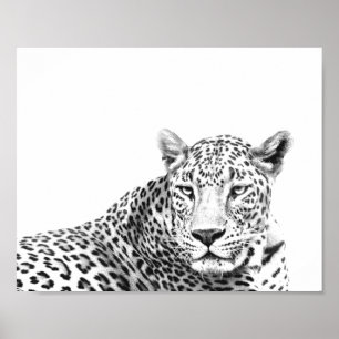 Modern 10x8 inches Black and White Jaguar Poster