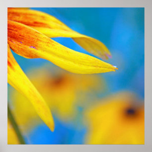Modern Abstract Macro Yellow Coneflower on Blue Poster