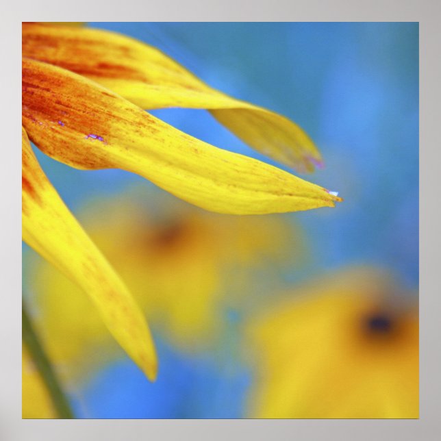 Modern Abstract Macro Yellow Coneflower on Blue Poster (Front)