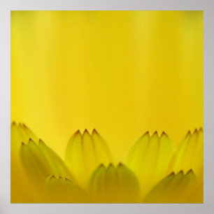 Modern Abstract Yellow Marigold Flower Petals Poster