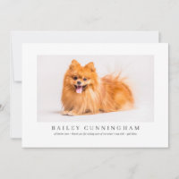 Modern And Simple Photo Pet Thanks Vet Nurses