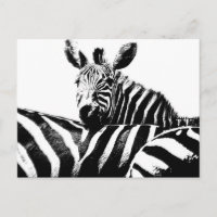 Modern Black & White Pop Art Picture Zebras