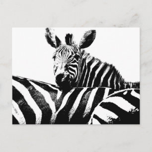 Modern Black & White Pop Art Picture Zebras Postcard