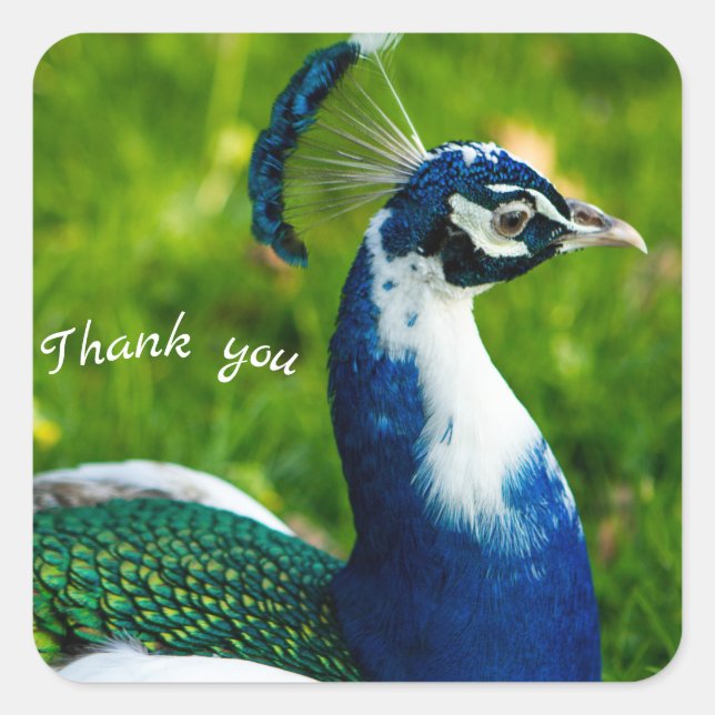 Modern Blue Peacock Sticker (Front)