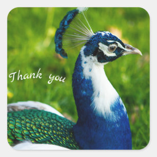 Modern Blue Peacock Sticker