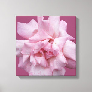 Modern boho pretty pink rose digital fine art canvas print