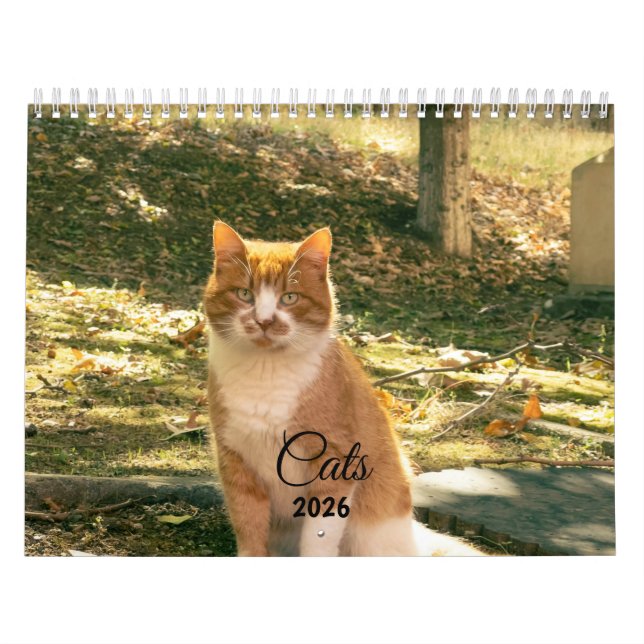 Modern Cute Funny Pet Kitten Cat Photos Calendar (Cover)