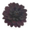 Modern Floral Black Dahlia Flower