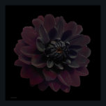 Modern Floral Pop Art Black Dahlia Flower on Black Poster<br><div class="desc">Beautiful deepest velvet purple black dahlia flower on this cool and modern floral art print from a photograph by Paul Stickland. A gothic flower on a black pop art square background. I do love dahlias and grow a lot in our garden, there is something very special about the intense colours...</div>