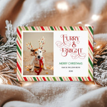 Modern Funny Christmas, Furry and Bright Dog Photo